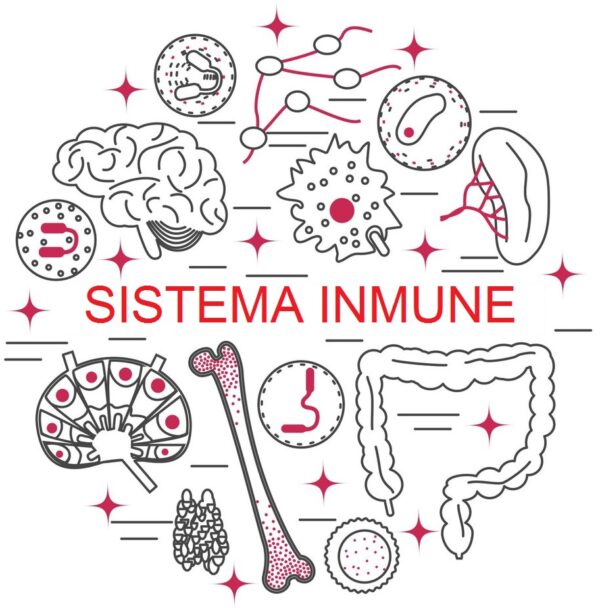 EXÁMENES PREVENTIVOS SISTEMA INMUNE